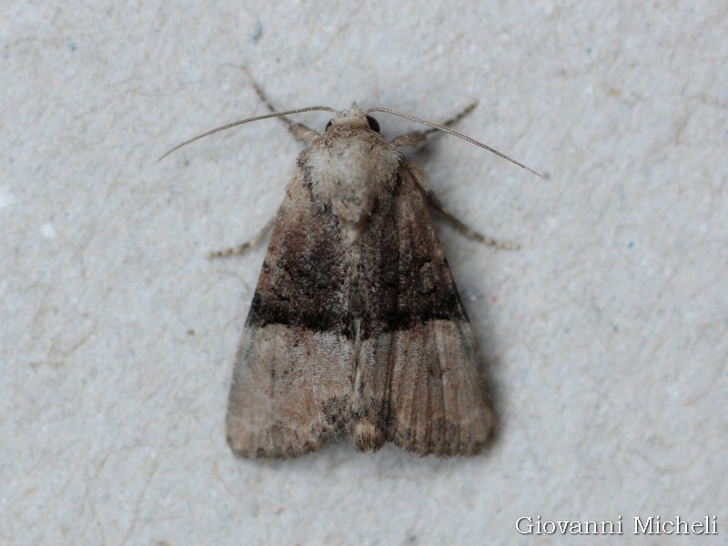 Noctuidae : richiesta ID - Mesoligia furuncula